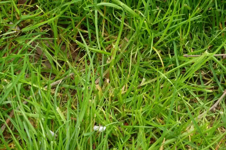 Close-up view of vibrant green lawn grass blades.
