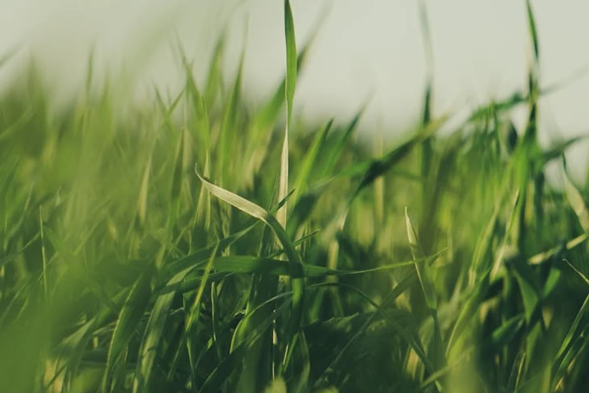 Close-up of lush green grass blades in a sunlit lawn