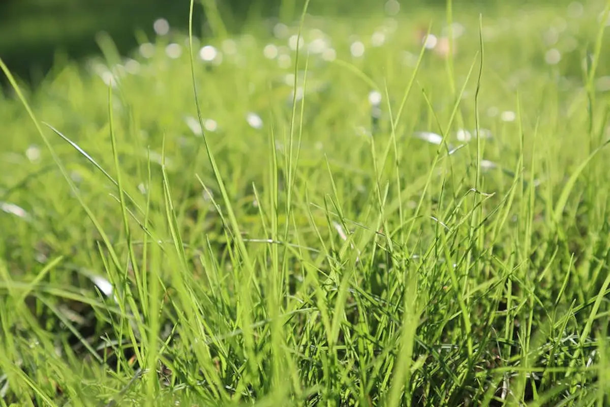 Close-up of lush green grass blades in a sunlit lawn.