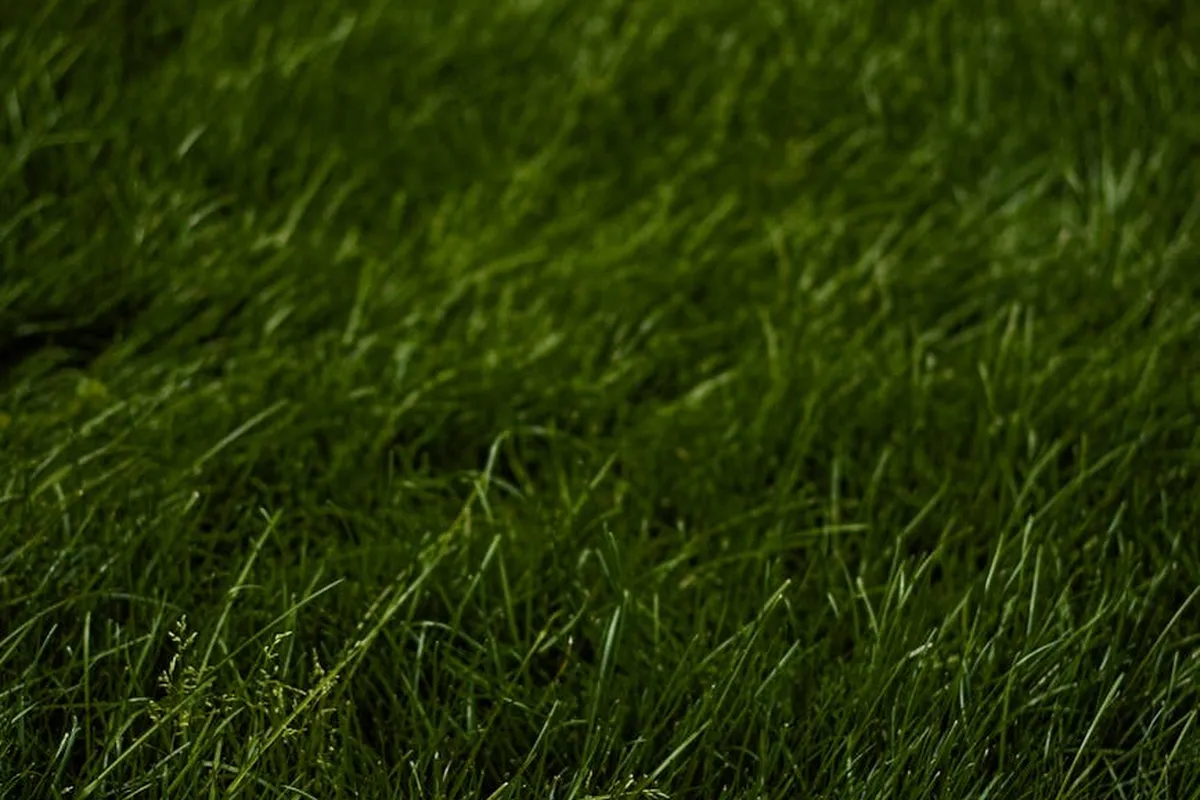 Close-up of lush green spring lawn grass blades