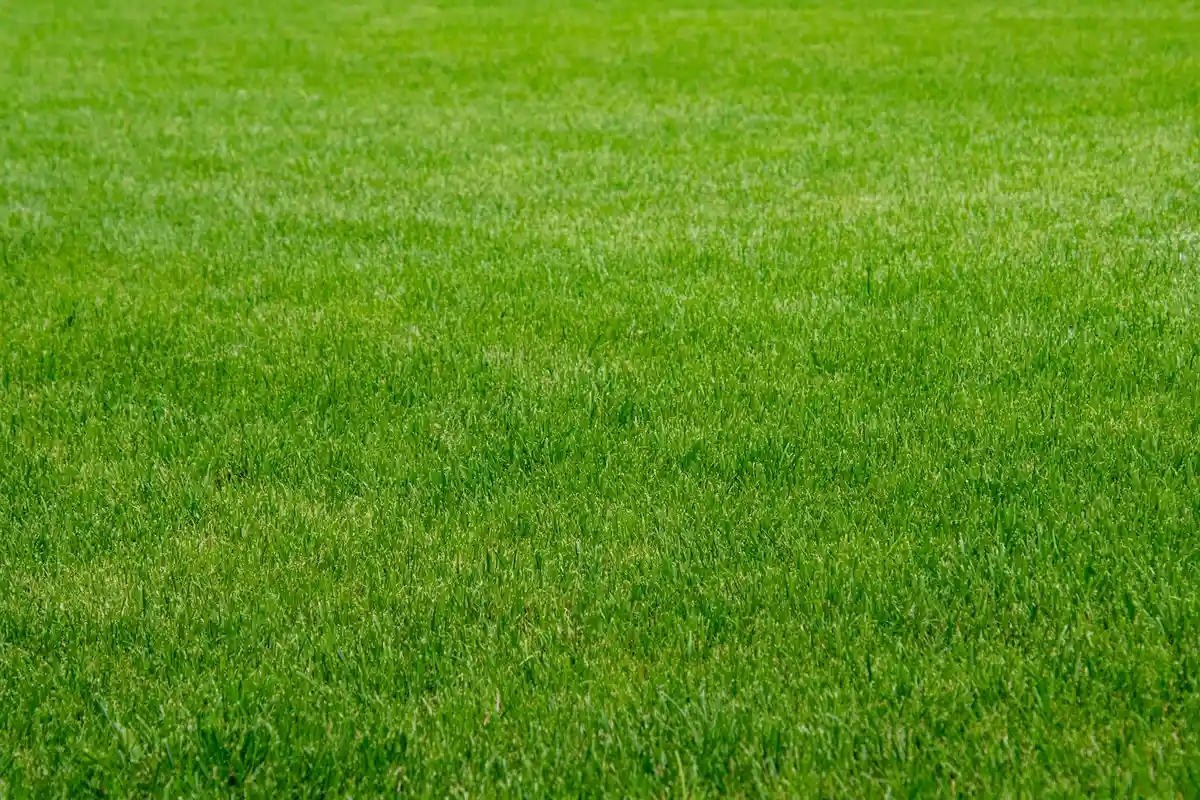 A lush, expansive green lawn.