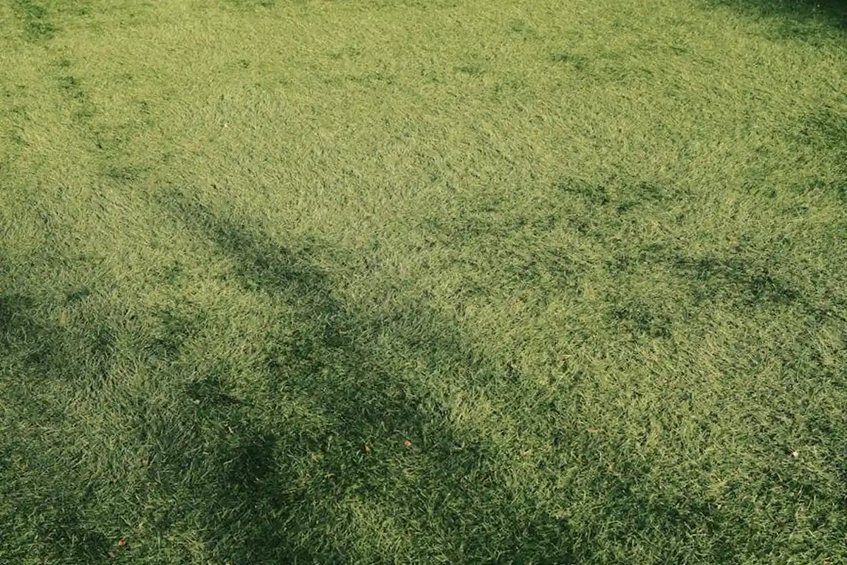 Lush green lawn showing healthy grass, suitable for pets after safe fertilization practices.