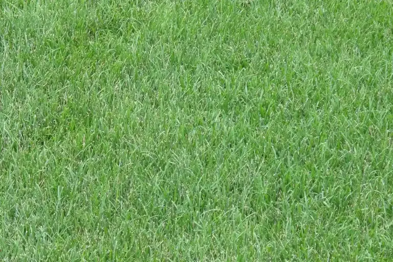 Close-up view of a lush, evenly mowed green lawn with dense grass blades.