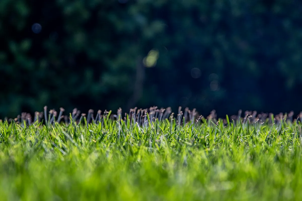 Close-up of bright green grass with a blurred dark background