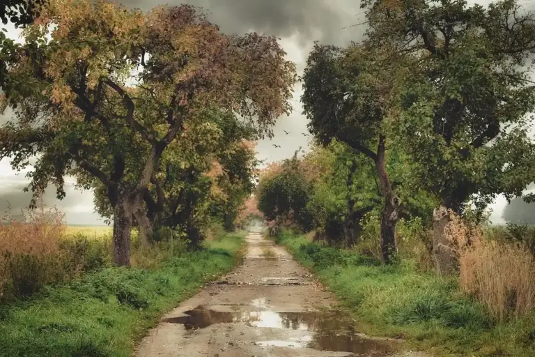 A muddy dirt path with puddles, flanked by grass and trees, illustrating drainage problems on a lawn.