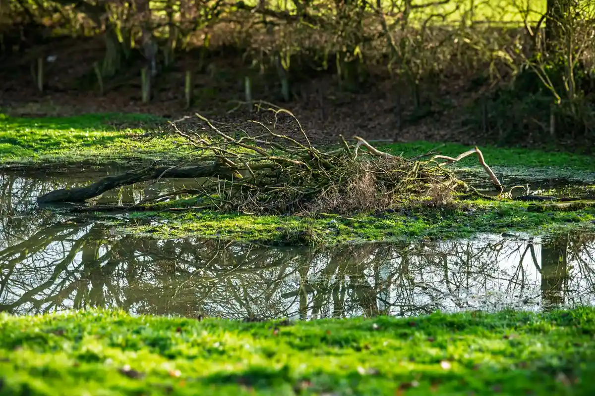 A grassy lawn with a shallow pond or puddle containing a fallen branch, reflecting nearby trees.