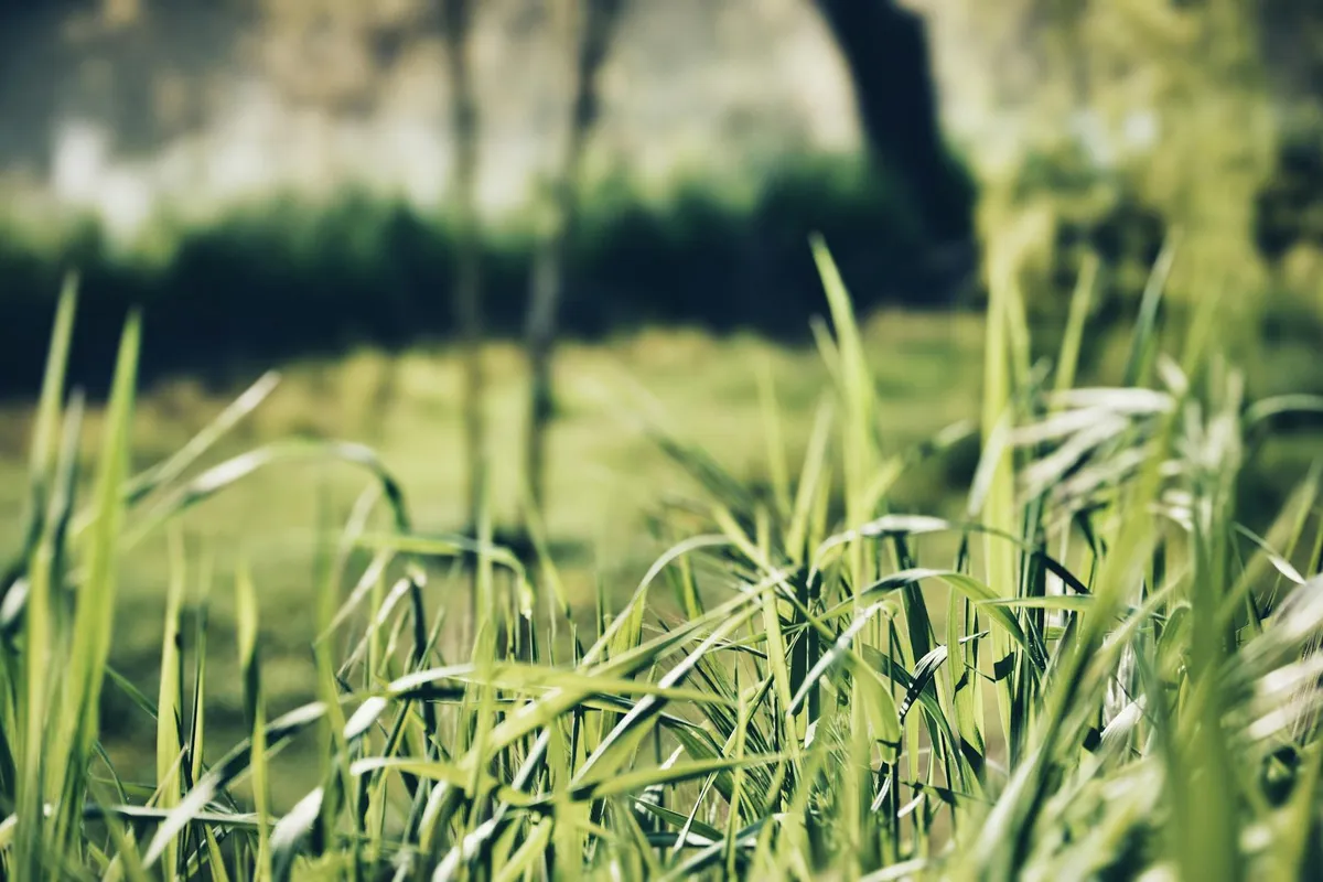 Close-up of fresh green blades of lawn grass in sunlight