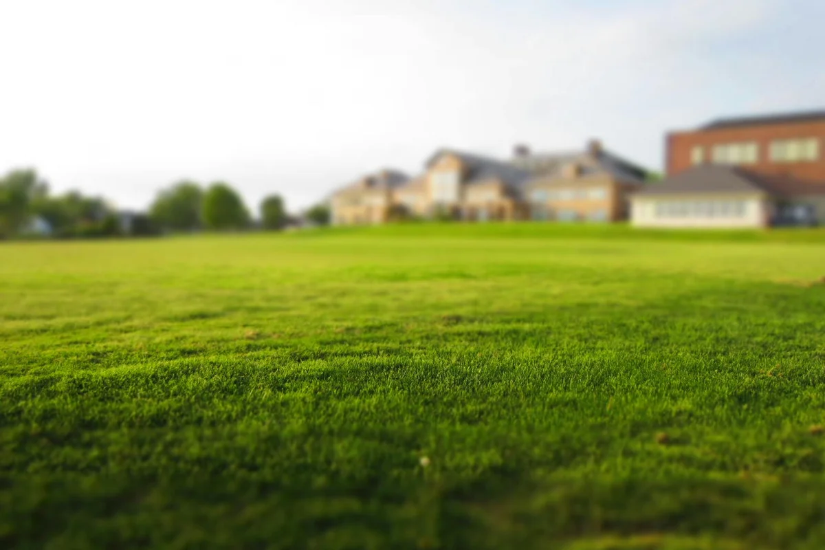 Wide, well-manicured green lawn with a blurred suburban neighborhood in the background.