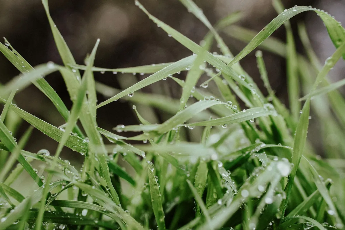 Close-up of green grass blades with morning dew droplets.