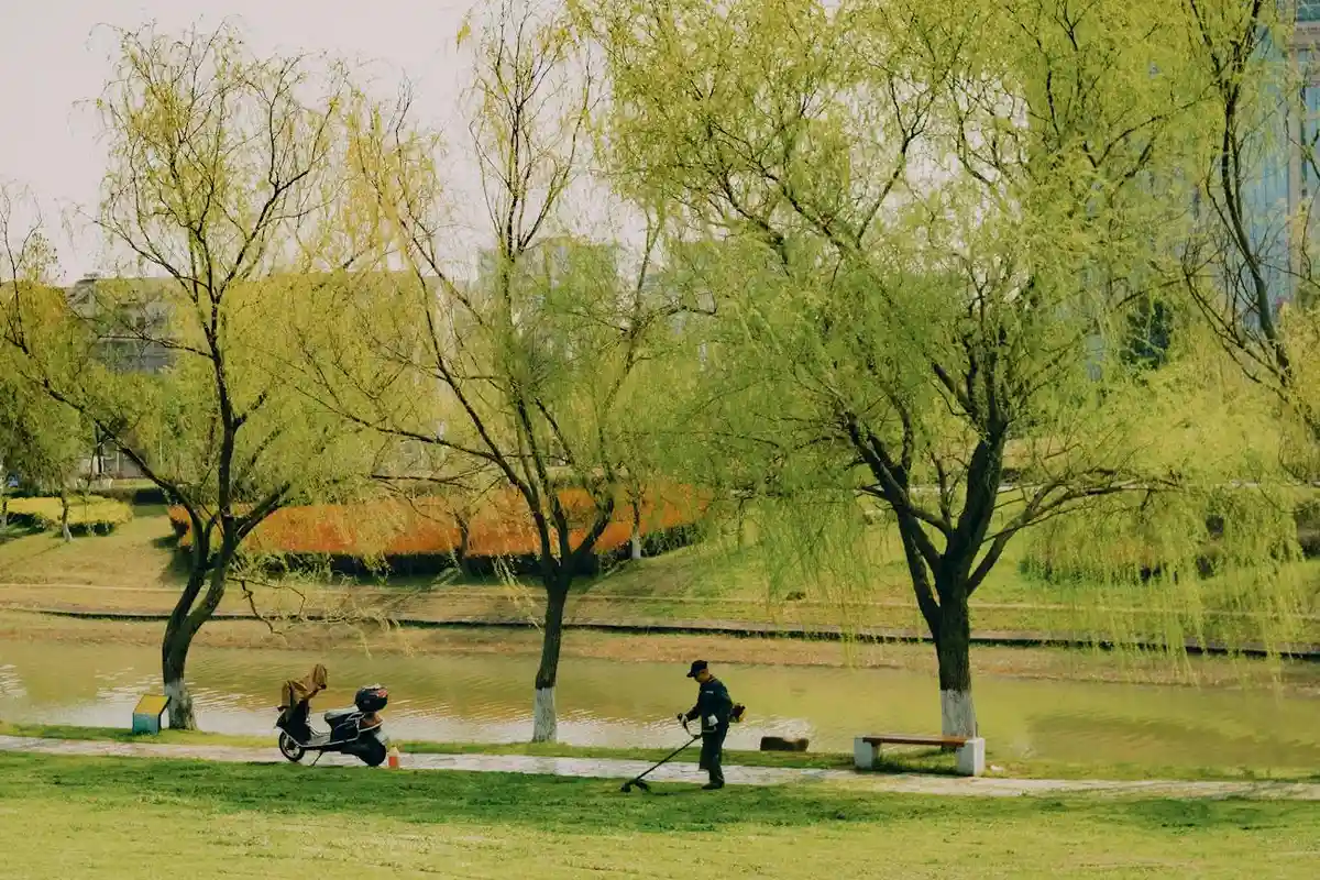 A person mowing grass in a park by a lake with trees in the background.