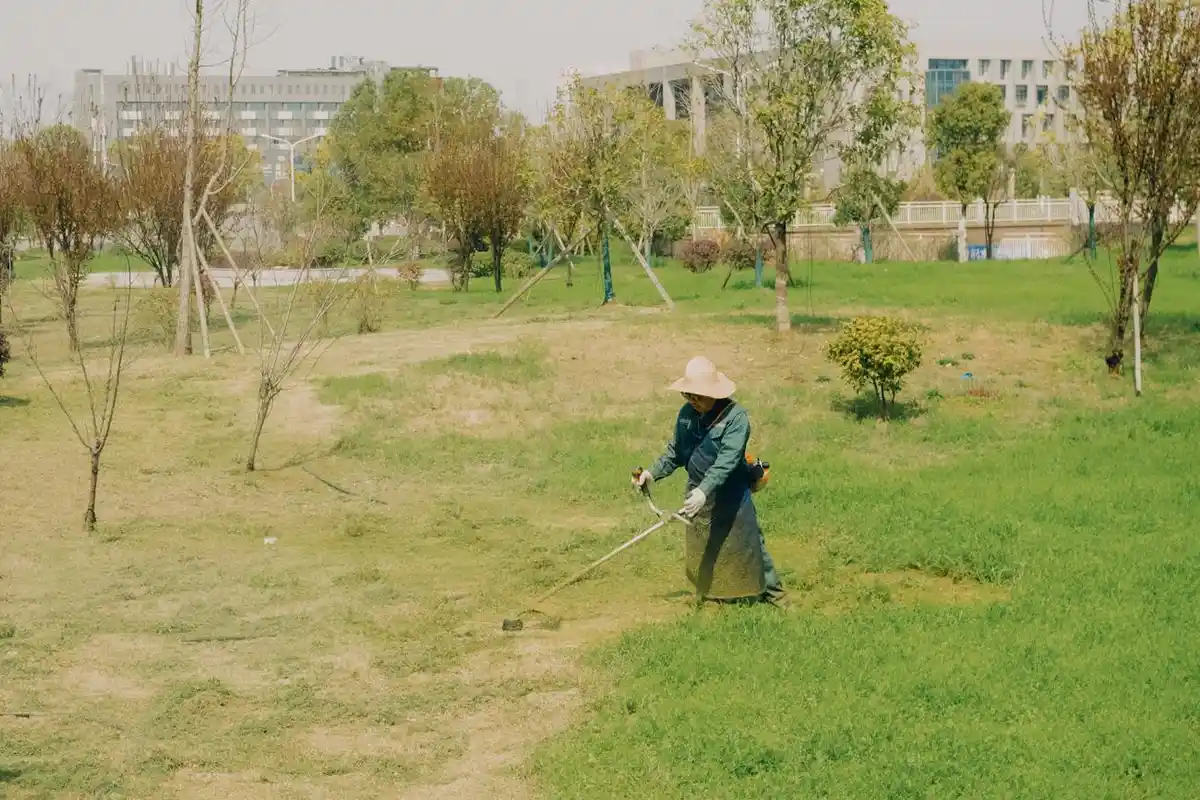 A person wearing a hat and long sleeves mows a patchy lawn in a park, with green grass and trees in the background.