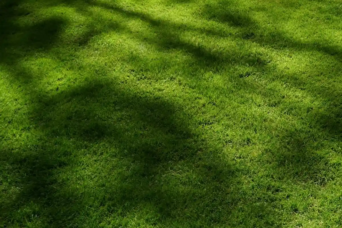 Lush green lawn with soft shadows from overhead trees.