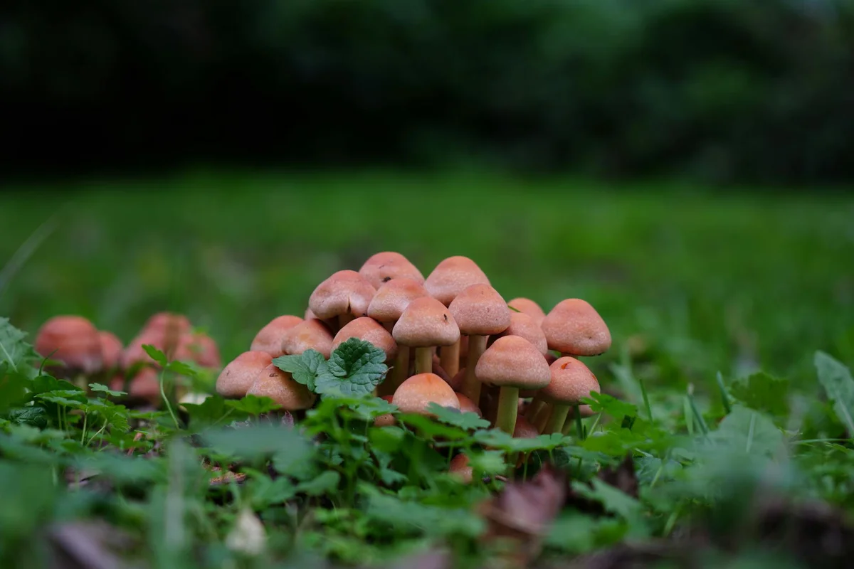Close-up of a cluster of small orange-brown mushrooms growing among green grass and leaves in a shaded lawn.