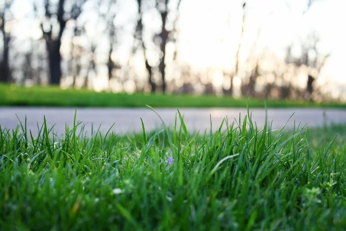 Close-up of lush green grass with a blurred background of trees and a road