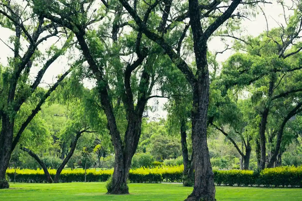 Tree-lined lawn with lush green grass and dappled sunlight
