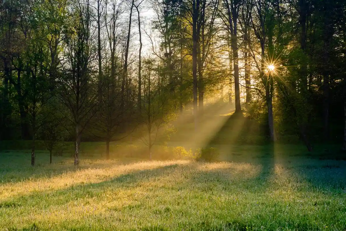 Sunlight streaming through trees onto a lush, freshly overseeded lawn.