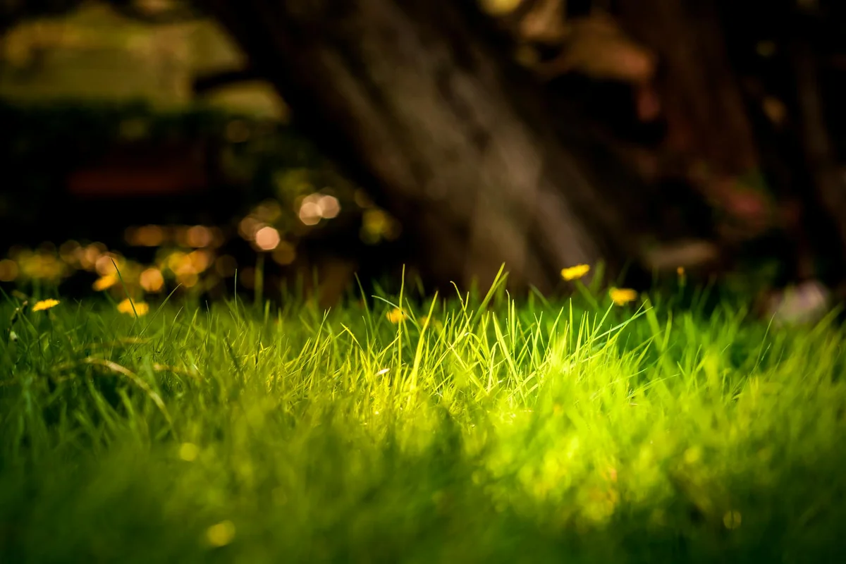 Close-up of lush green grass with a blurred, shaded background, suggesting a healthy lawn after repair.