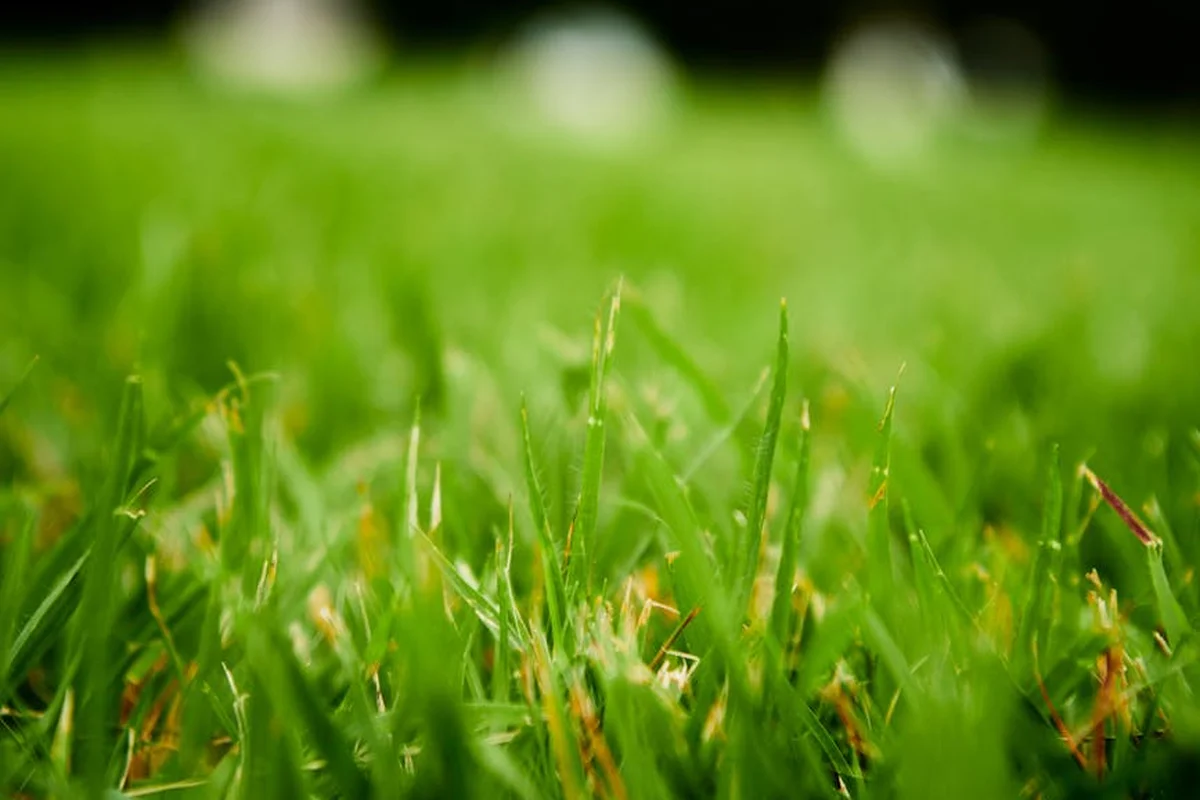 Close-up of a lush green lawn with blades of grass in focus and a blurred background