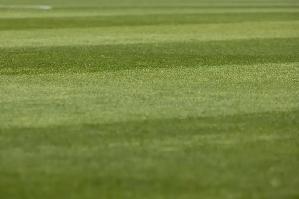 What Is Lawn Rust Disease and How Do You Treat It?