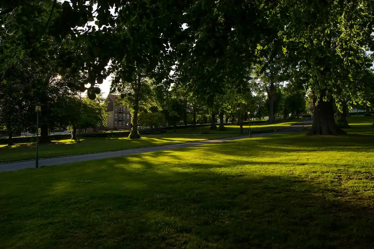 Sunlit lawn partially shaded by large trees with a winding path nearby, showing the contrast between light and shade in a park-like setting.