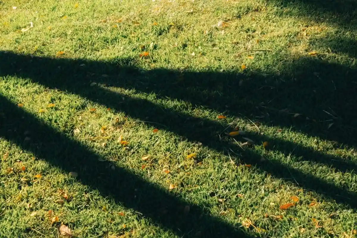 Sunlit lawn with long shadows cast across green grass and scattered leaves.