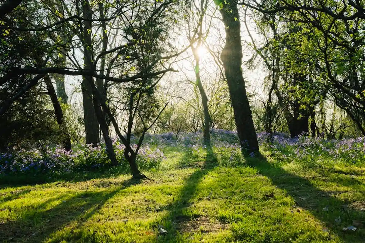 Sunlit grassy lawn with trees and scattered purple wildflowers along the edge.