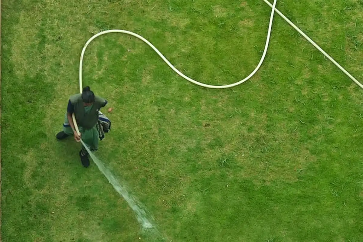 Top-down view of a person spraying a lawn with a hose
