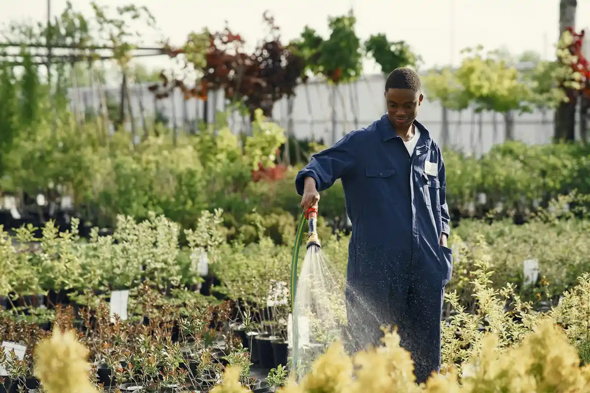 A person in a blue coverall waters plants in a nursery, illustrating routine garden maintenance.