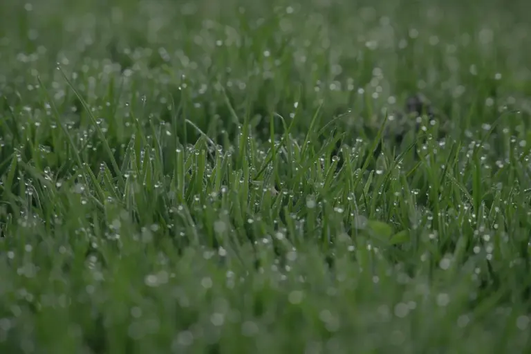 Close-up of dew-covered green grass blades in a lush lawn