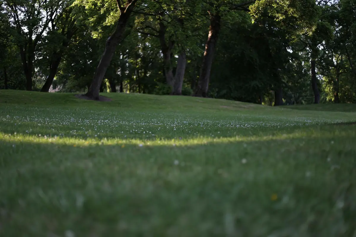 Gently sloping lawn with scattered sunlight and trees in the background.