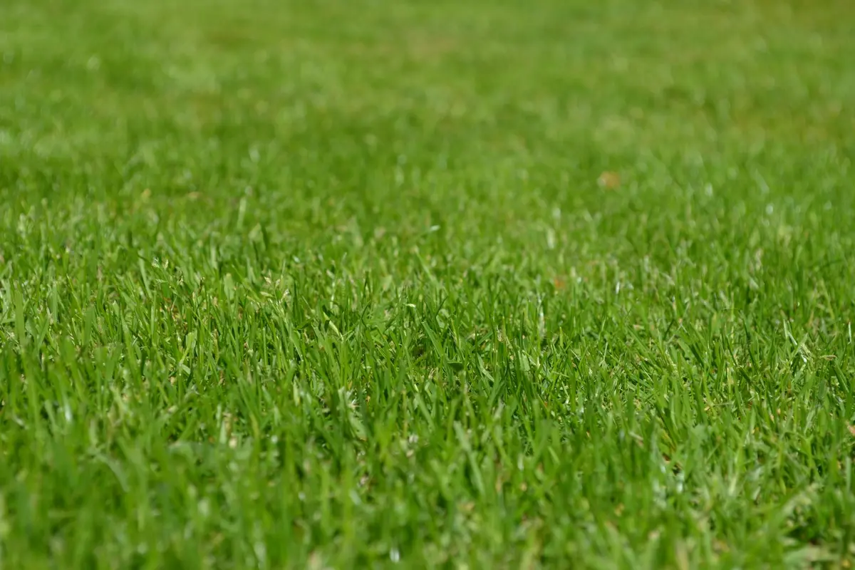 Close-up of a lush green lawn with upright blades of grass