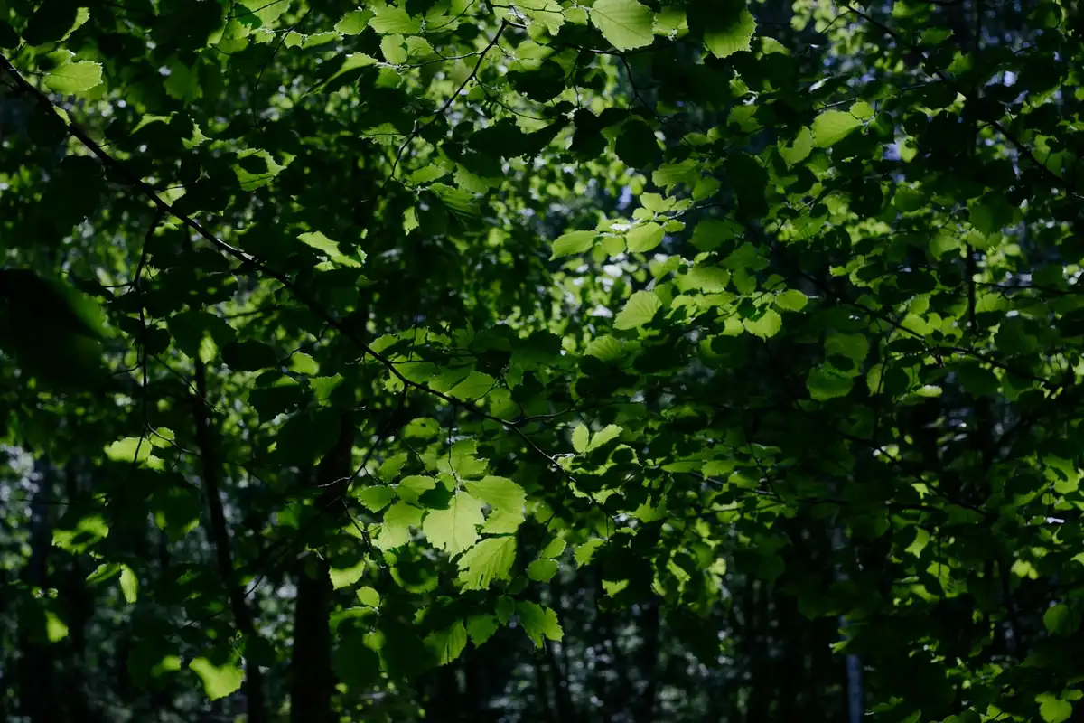 Sunlight filters through a dense canopy of green leaves, creating a bright, leafy background.
