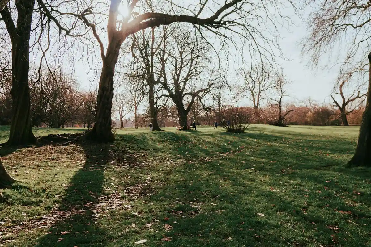 Sunlit park lawn with scattered fallen leaves and bare trees, illustrating leaves mulching and grass health.