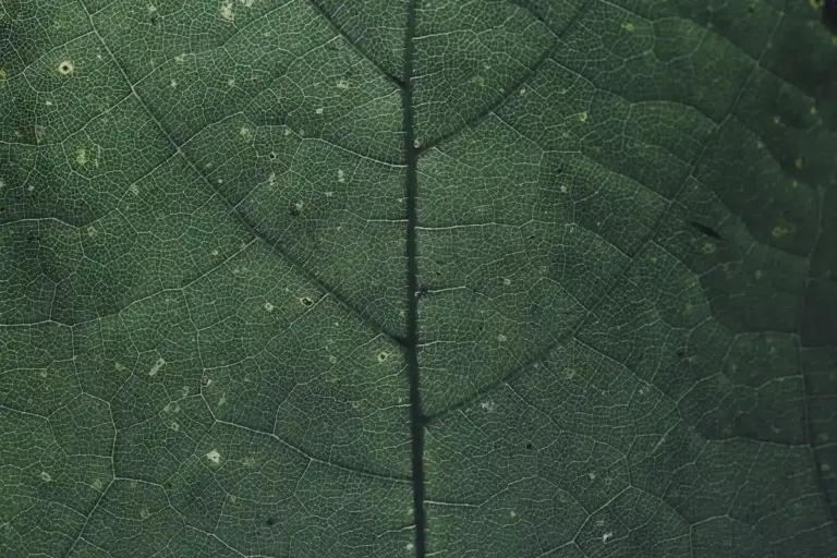 Close-up of a green leaf showing detailed veins and texture.