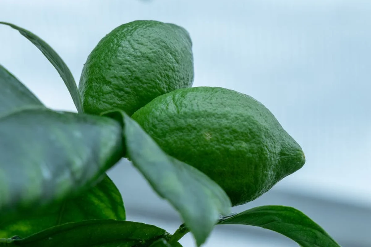 Close-up of fresh green limes growing on a leafy branch