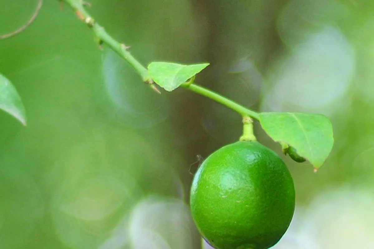 Close-up of a bright green lime hanging from a slender branch with small leaves, against a soft-focus green background