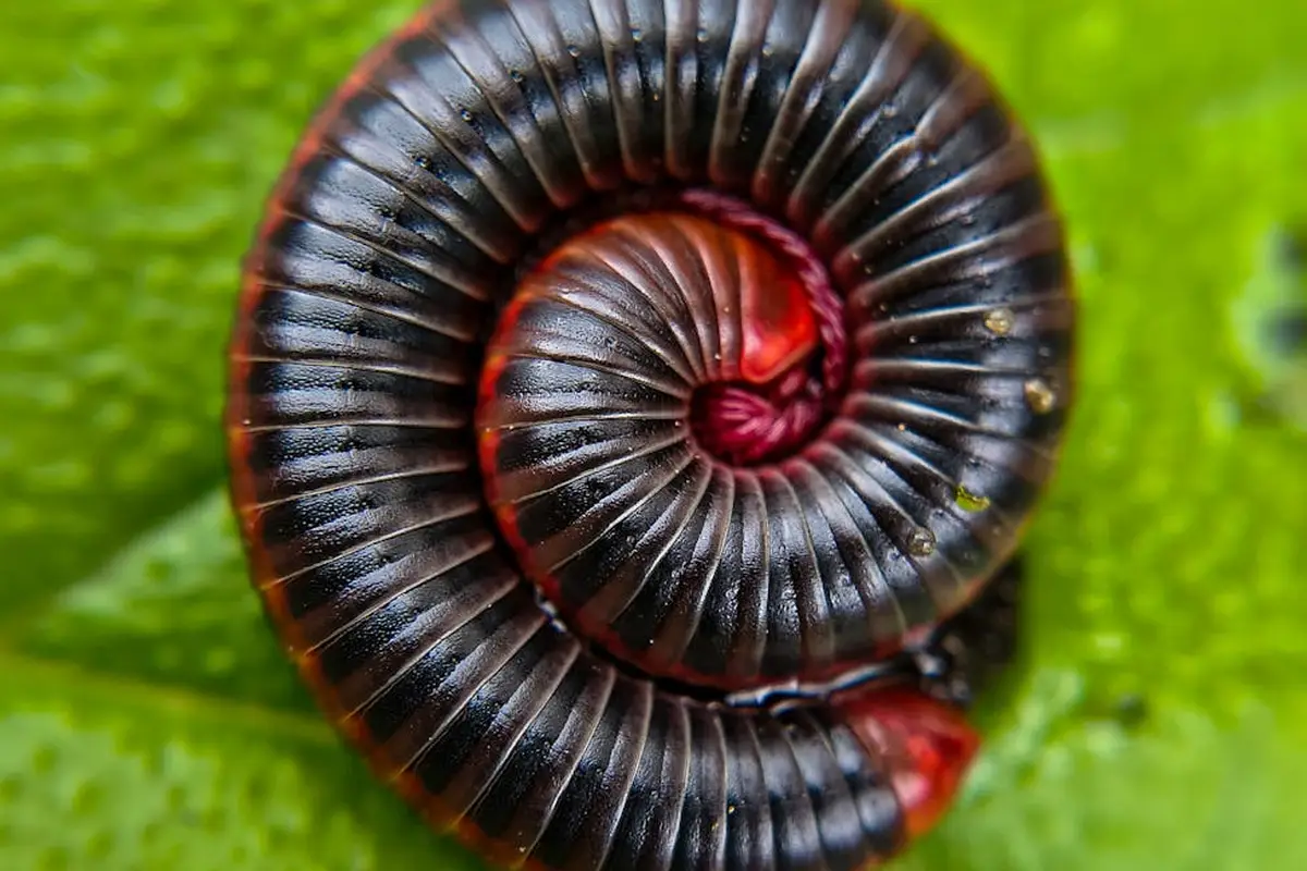 Close-up of a curled millipede with a glossy black body and red highlights on a bright green leaf