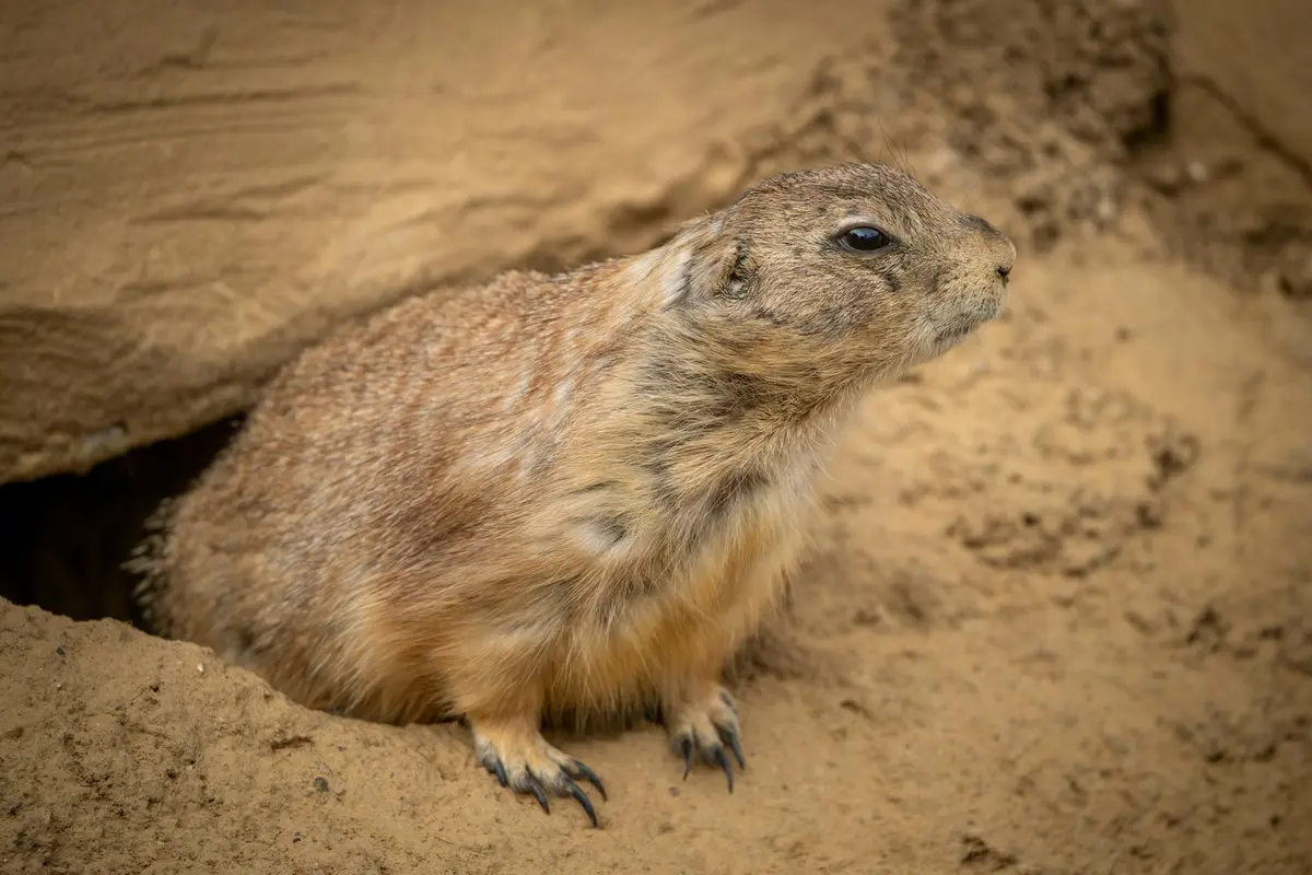 A small brown rodent-like mammal sits at the entrance of a burrow in sandy soil, illustrating yard burrowing activity.