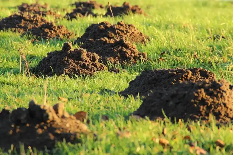 Several molehills scattered across a sunlit green lawn
