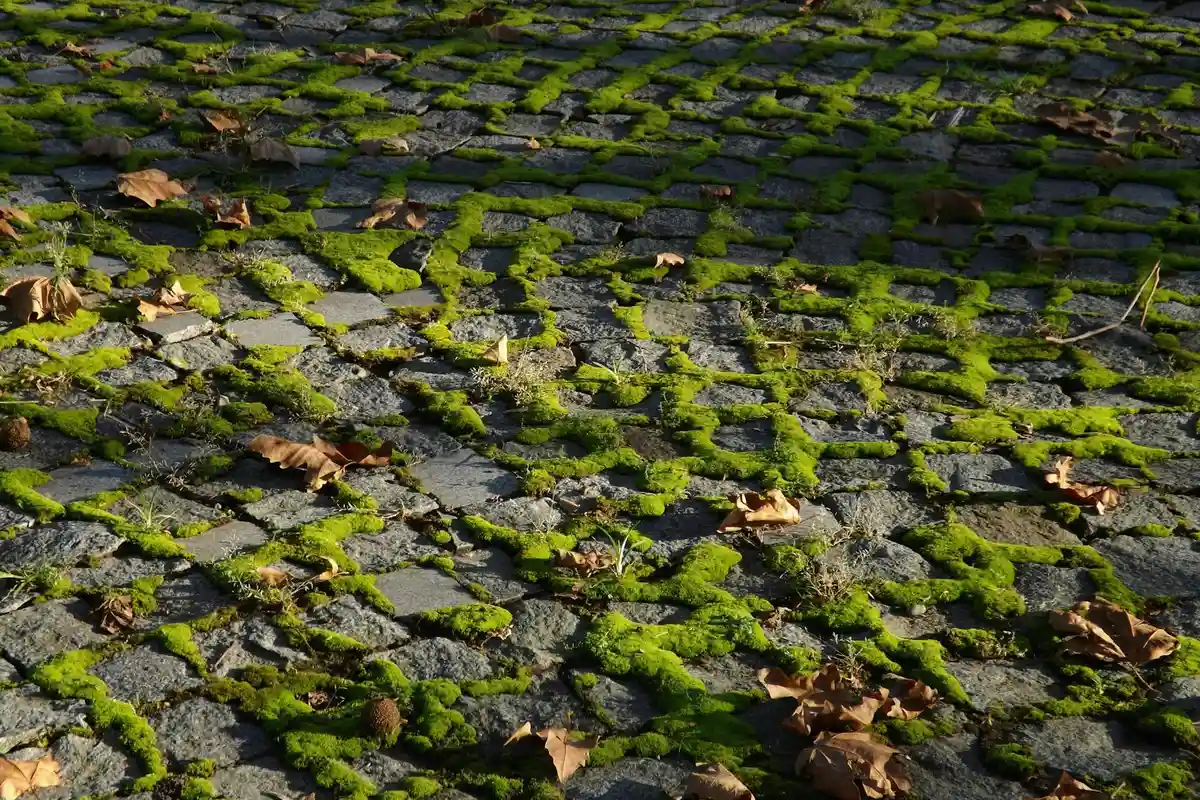 Moss growing between stone pavers on a lawn, with fallen leaves scattered around