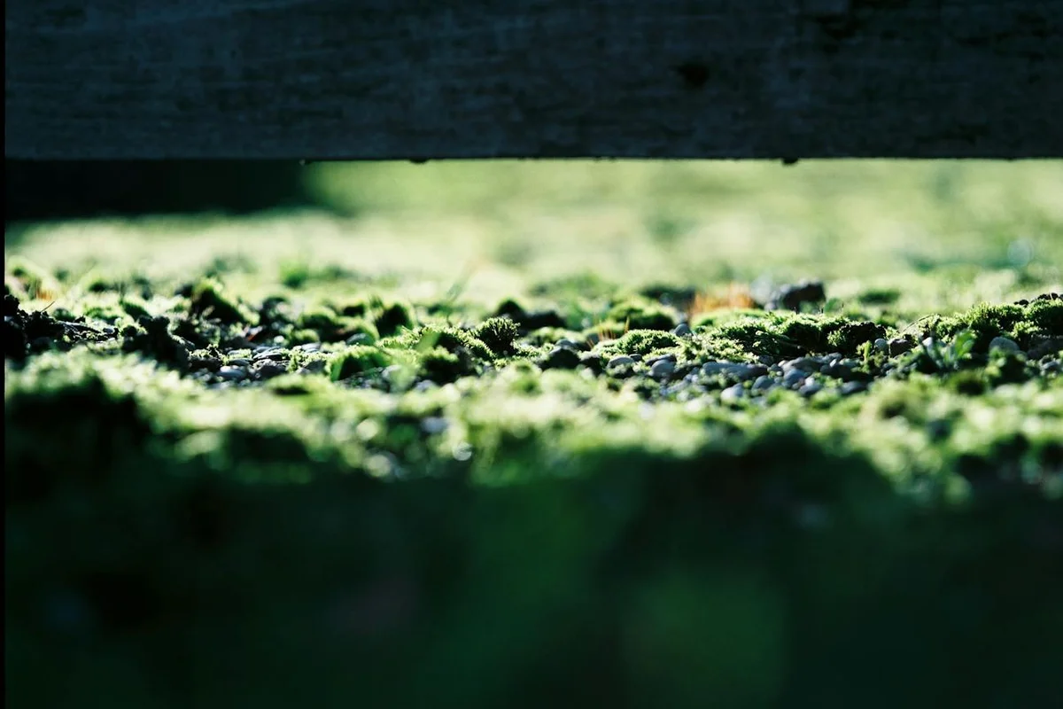 Close-up of green moss growing on a damp lawn surface under a wooden edge