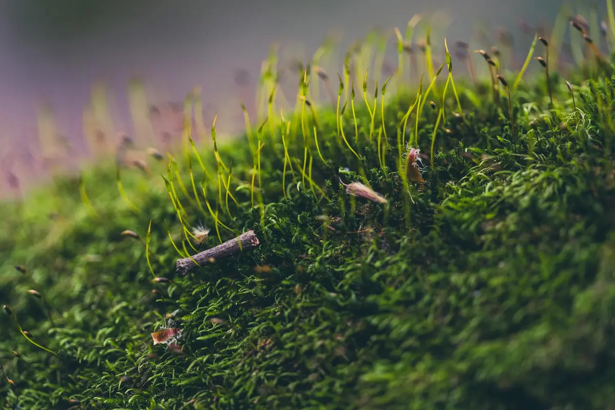 Close-up of bright green moss with slender sporophytes on a damp lawn surface.