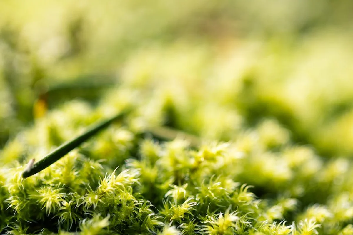 Close-up of vibrant green moss growing densely on a lawn