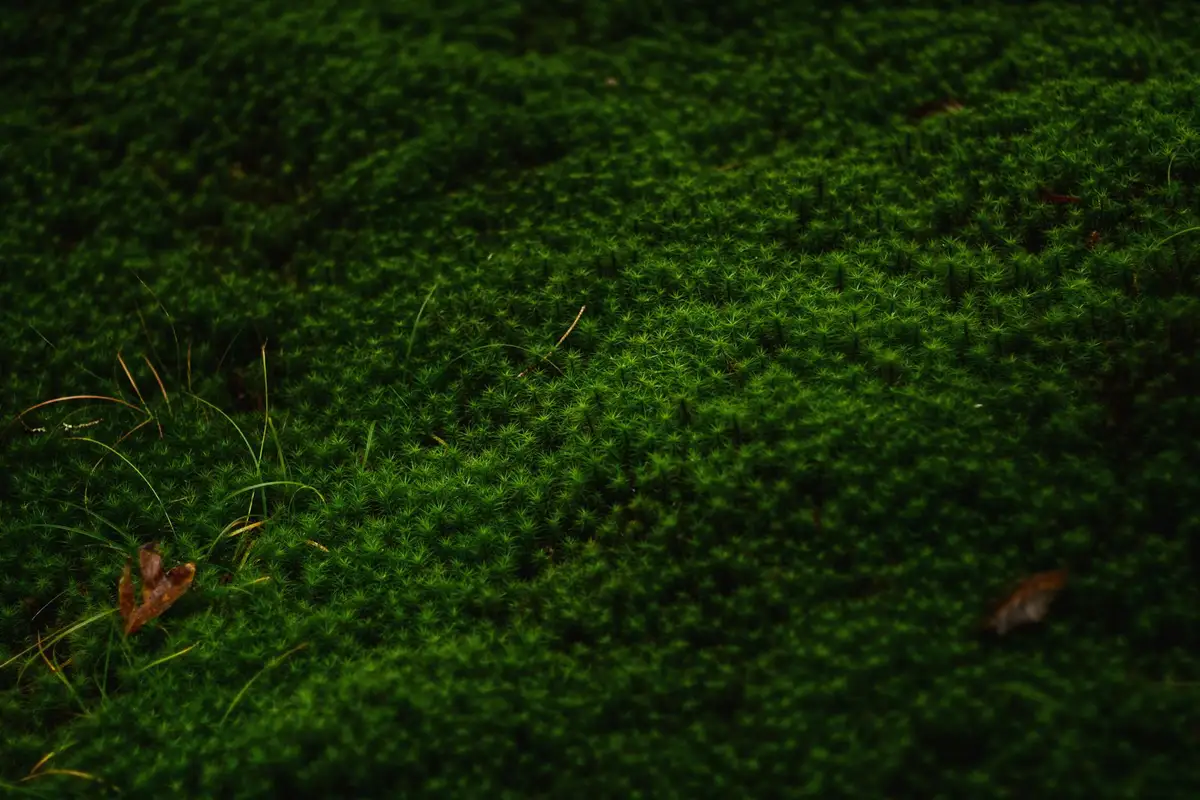 Close-up view of dense green moss covering a lawn, with a few brown leaves and pine needles.