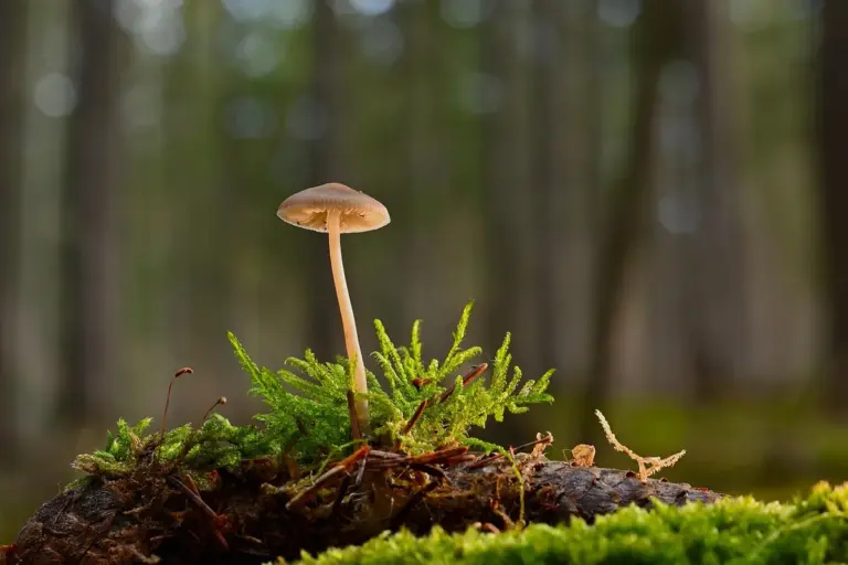 A small mushroom growing among bright green moss on a log in a shaded forest.
