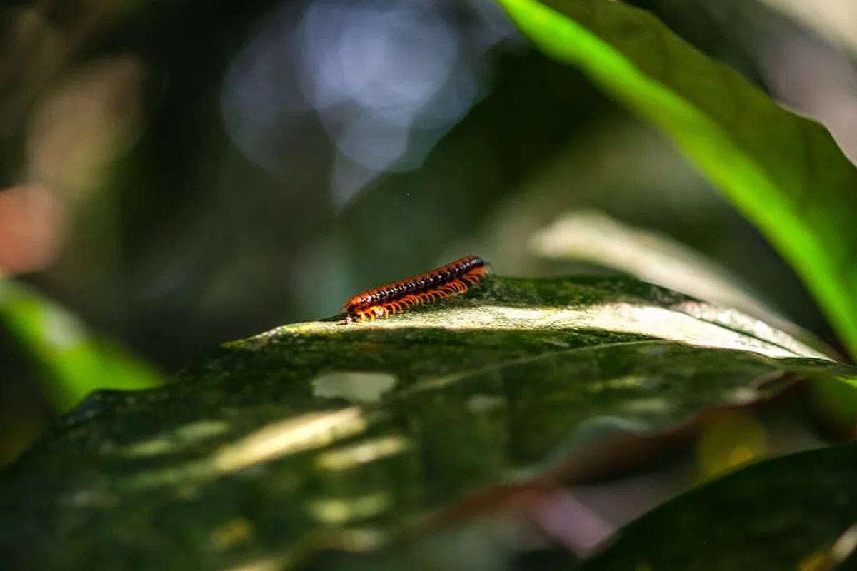 Close-up of a small orange and black larva crawling on a green leaf