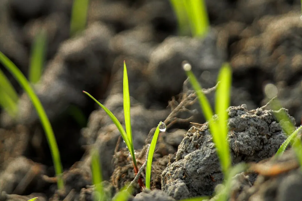 Close-up of young green grass blades sprouting from damp soil