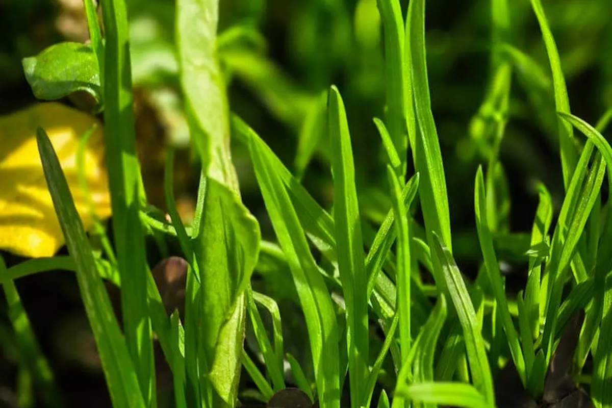 Close-up of vibrant green grass blades emerging from a freshly seeded lawn.