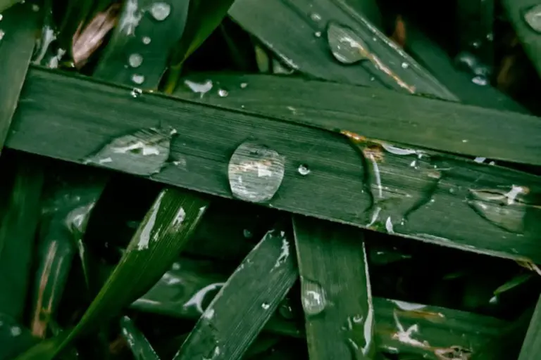 Close-up of freshly installed sod blades with water droplets