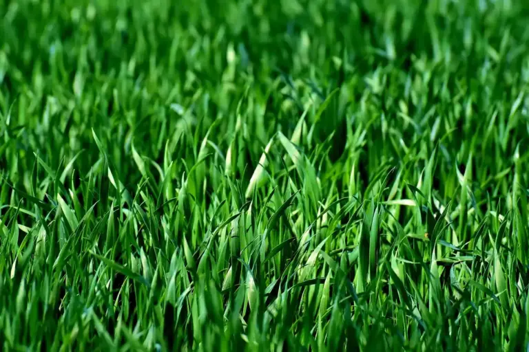 Close-up of tender green grass blades in a newly seeded lawn.